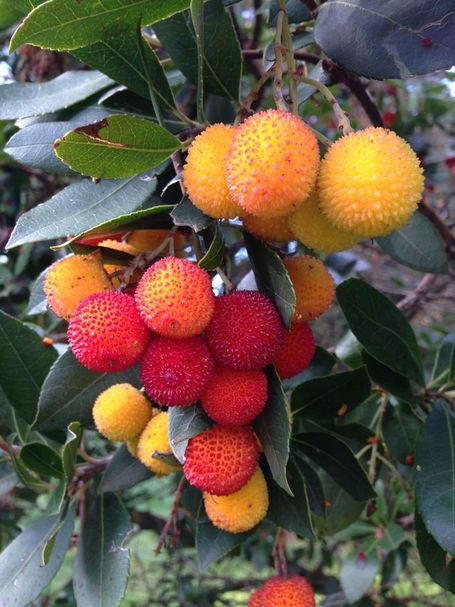 Erdbeerbaum (Arbutus unedo)