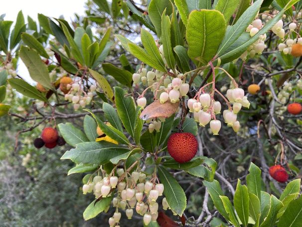 Erdbeerbaum (Arbutus unedo)