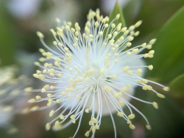 Myrte (Myrtus communis) 