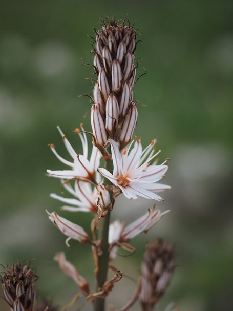 Korsische Vegetation