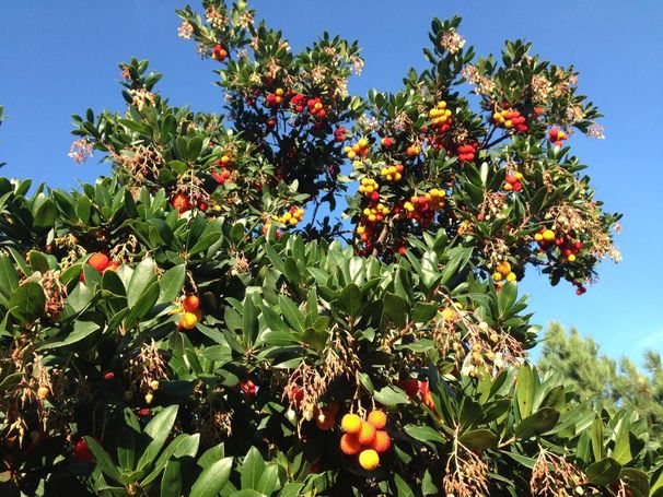 Arbousier (Arbutus unedo)