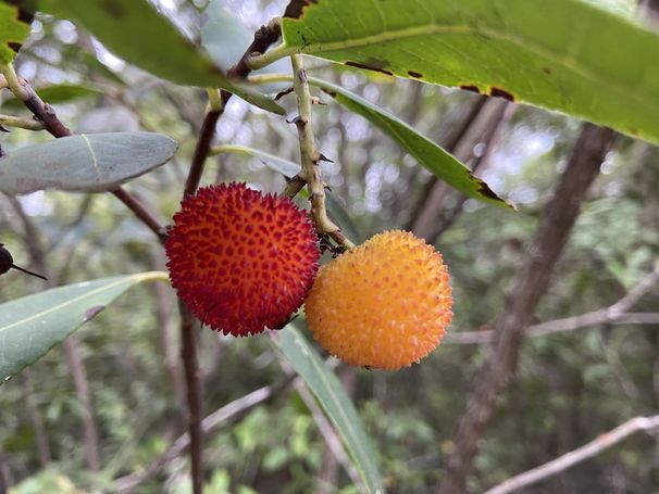 Arbousier (Arbutus unedo)